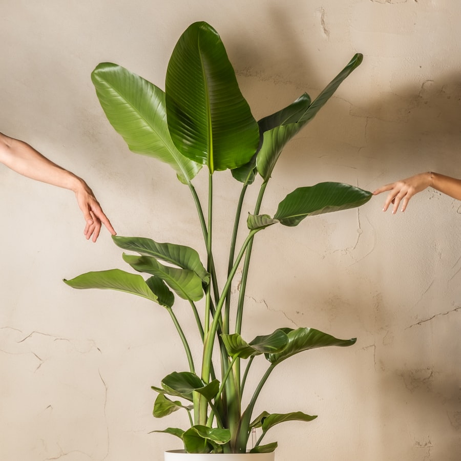 Les plantes du cabinet